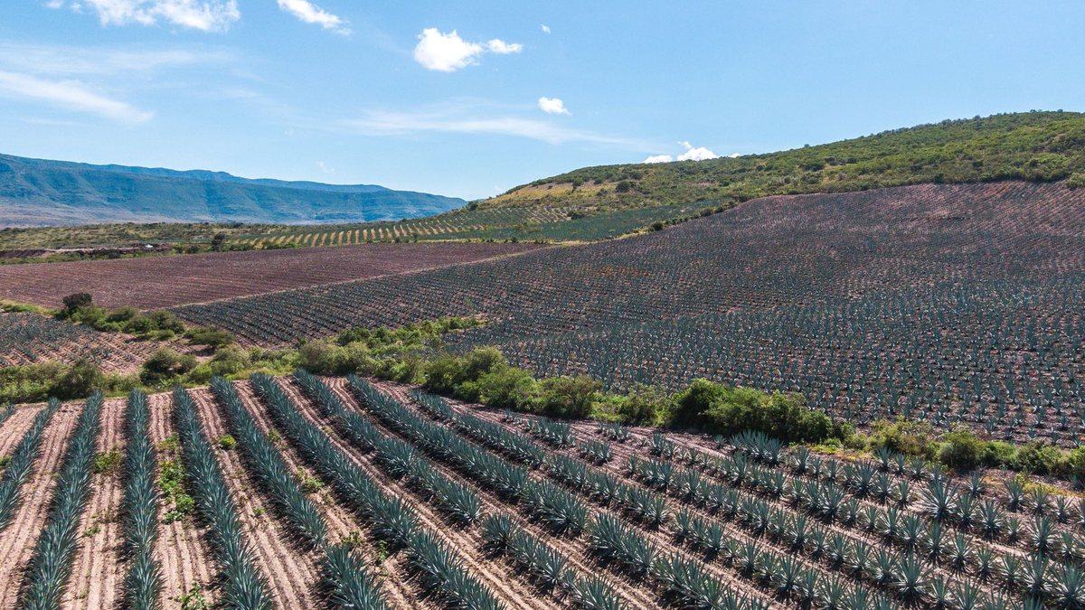 All Tequila Is Mezcal, But Not All Mezcal Is Tequila